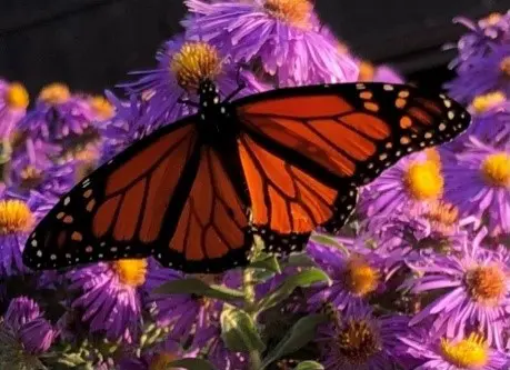 A butterfly is sitting on the flowers