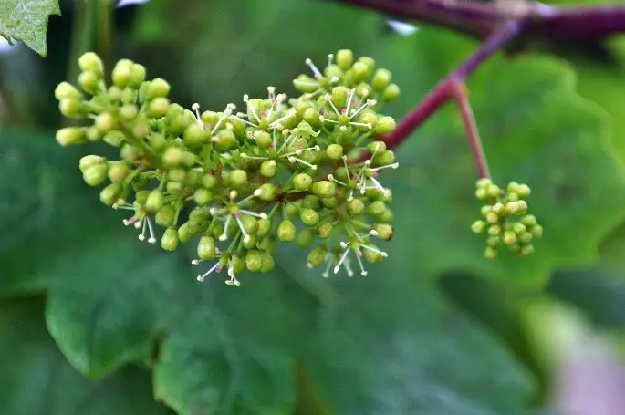 A close up of the flowers on a plant