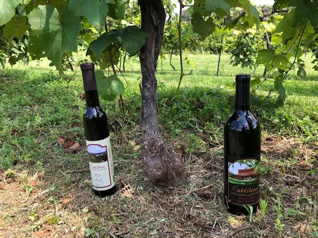 Two bottles of wine are sitting in the grass.