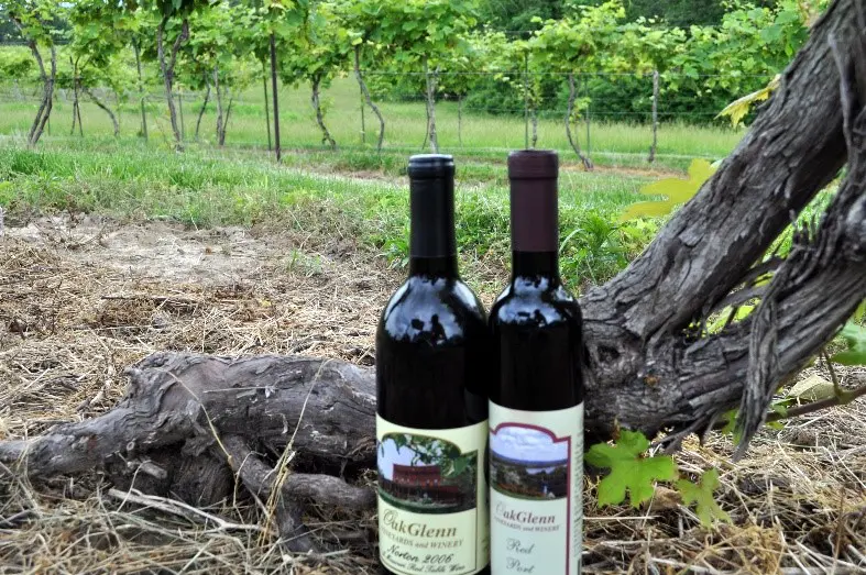 Two bottles of wine sitting on top of a tree.